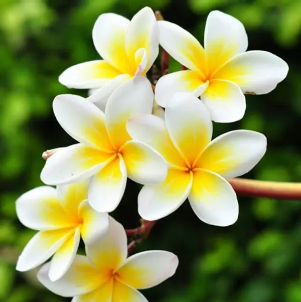 Thai_Grafted_Plumeria_White_Flower_Plant