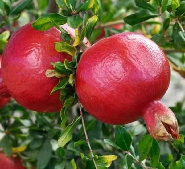 Russian_Hybrid_&_Healthy_Pomegranate_Fruit_Plant_Grafted,