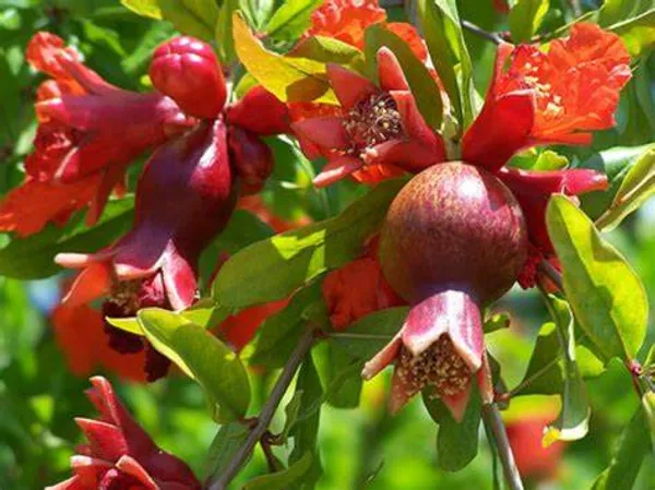 Russian_Hybrid_&_Healthy_Pomegranate_Fruit_Plant_Grafted,