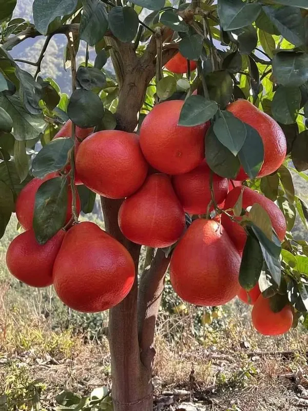 Thai_Red_Jambura_Pomelo_Gaint_Chakotra_Batabi_Lebu_Fruit_Grafted_Live_Plant_&_Tree__Hight_of_the_plant_2-2.5ft