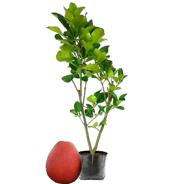 Thai_Red_Jambura_Pomelo_Gaint_Chakotra_Batabi_Lebu_Fruit_Grafted_Live_Plant_&_Tree__Hight_of_the_plant_2-2.5ft