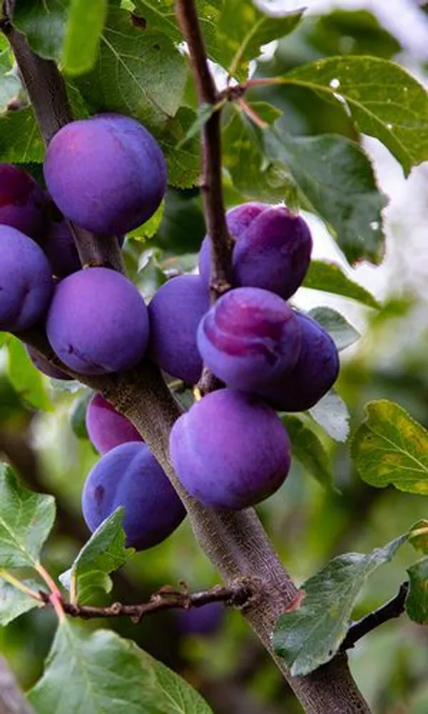 Prunus_Domestica_Plant_Alubokhra_Fruit