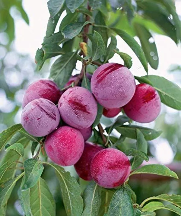 Prunus_Domestica_Plant_Alubokhra_Fruit