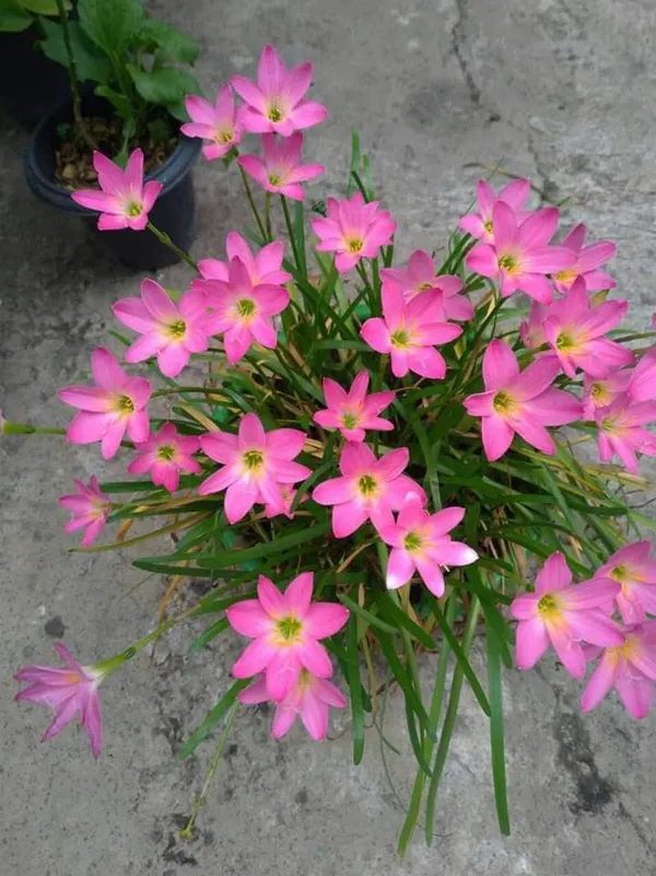 Rainy_lily_blubs_(pack_of_8)_Plant