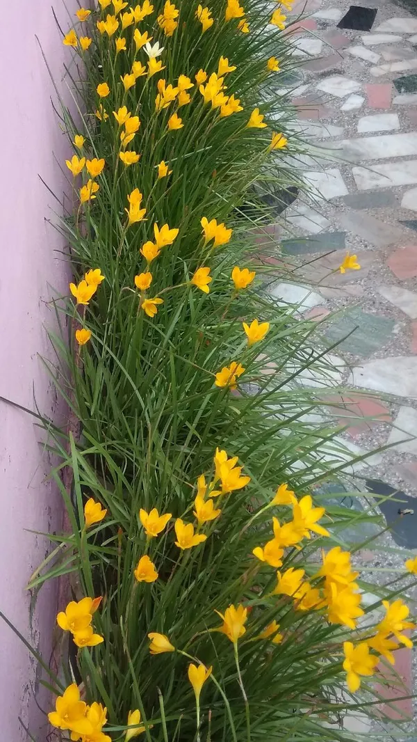 Rainy_lily_blubs_(pack_of_8)_Plant