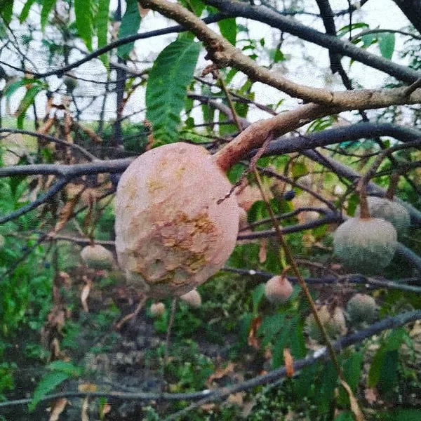 Ramphal_Healthy_&_Hybrid_Fruit_Plant