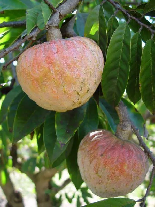 Ramphal_Healthy_&_Hybrid_Fruit_Plant