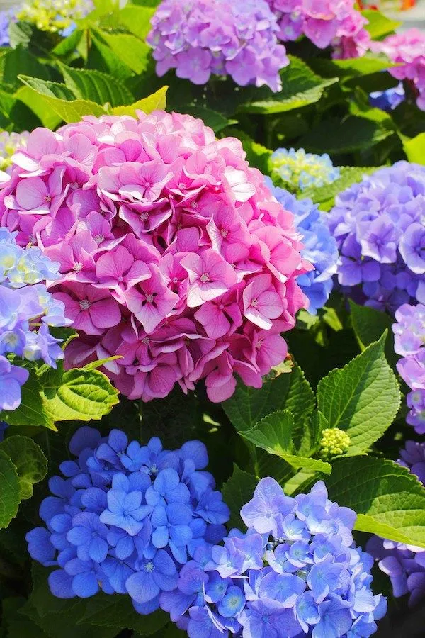 Rare_Dwarf_Hydrangea_macrophylla_Blue_Pink_Hydrangea_1_Healthy_Live_Plant_On_Poly_Bag