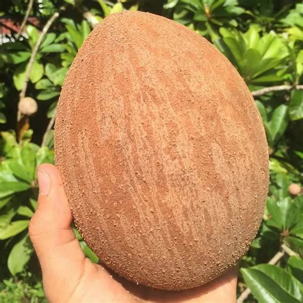 Expensive_Mamey_Red_Sapota_Hybrid_Fruit_Plant_(Grafted)_For_Home_Garden,_Pack_Of_1