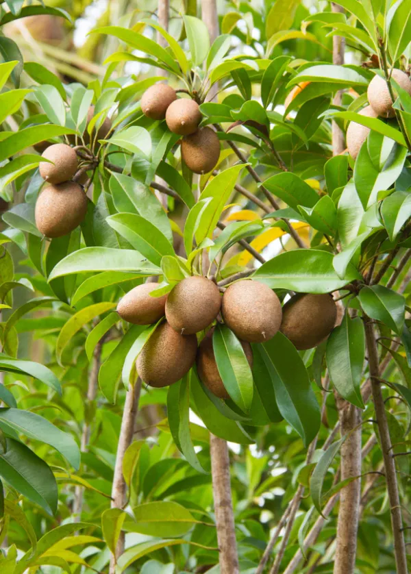 Expensive_Mamey_Red_Sapota_Hybrid_Fruit_Plant_(Grafted)_For_Home_Garden,_Pack_Of_1