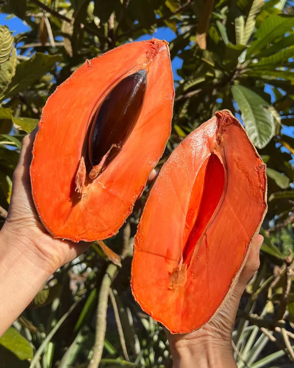 Expensive_Mamey_Red_Sapota_Hybrid_Fruit_Plant_(Grafted)_For_Home_Garden,_Pack_Of_1