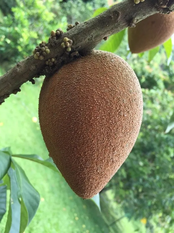 Expensive_Mamey_Red_Sapota_Hybrid_Fruit_Plant_(Grafted)_For_Home_Garden,_Pack_Of_1