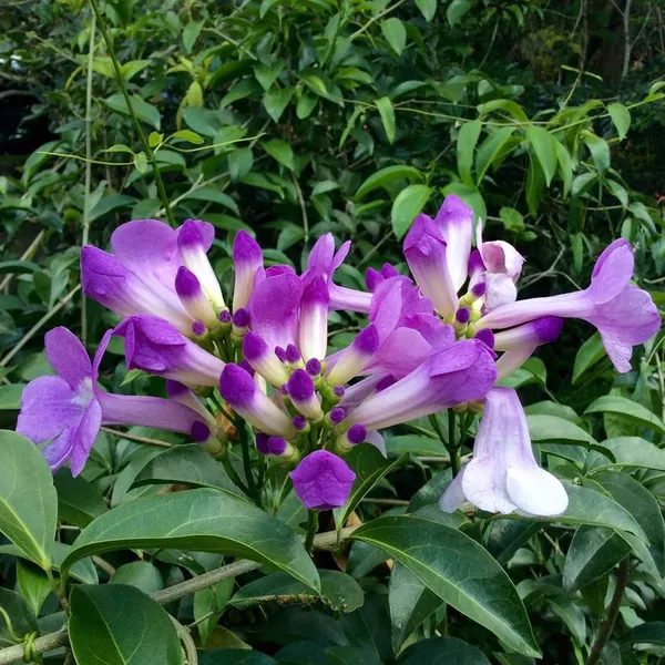 Rare_Pink_Manso_Garlic_Vine_Flower_Plant