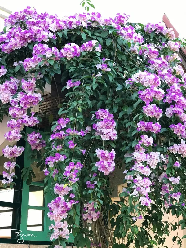 Rare_Pink_Manso_Garlic_Vine_Flower_Plant
