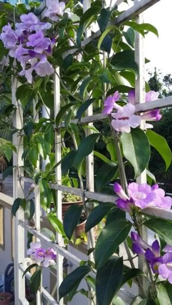 Rare_Pink_Manso_Garlic_Vine_Flower_Plant