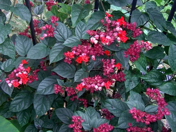 Rear_Red_Bleeding-Heart_Plant_(pack_of_1)