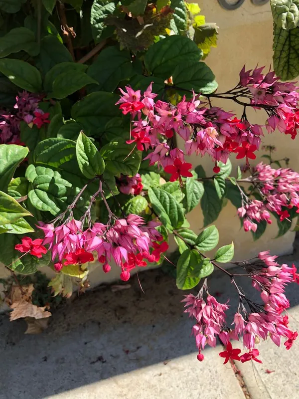 Rear_Red_Bleeding-Heart_Plant_(pack_of_1)