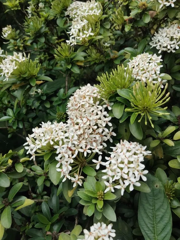 Rear_White_Ixora_Plant_Hybrid_Plant