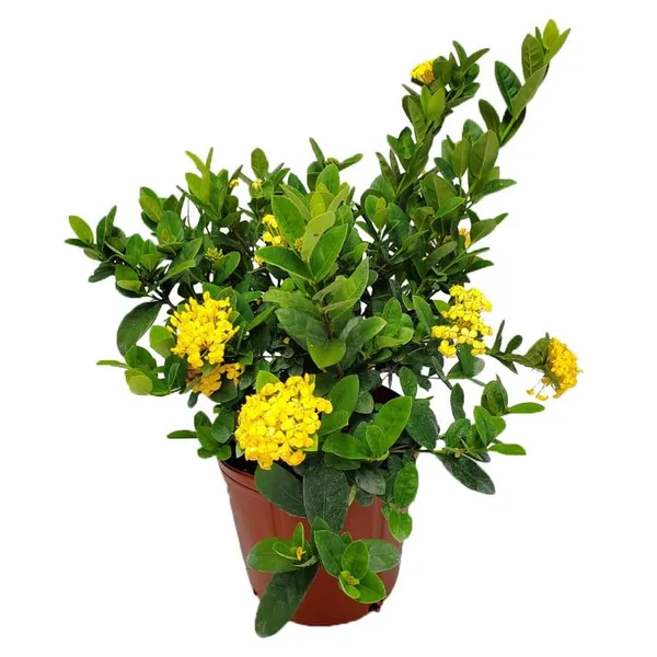 Rear_Yellow_Ixora_Flower_Plant_Hybrid