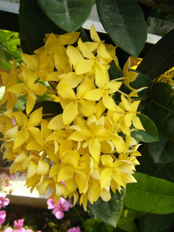 Rear_Yellow_Ixora_Flower_Plant_Hybrid