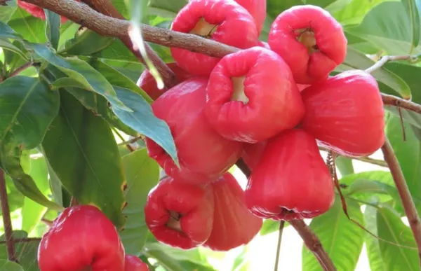 Grafted_Red_Apple_Jamrul_/Wax_Apple/Water_Apple_Hybrid_Fruit_Plant