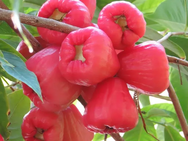 Grafted_Red_Apple_Jamrul_/Wax_Apple/Water_Apple_Hybrid_Fruit_Plant