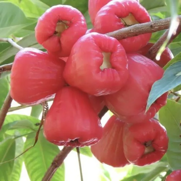 Grafted_Red_Apple_Jamrul_/Wax_Apple/Water_Apple_Hybrid_Fruit_Plant