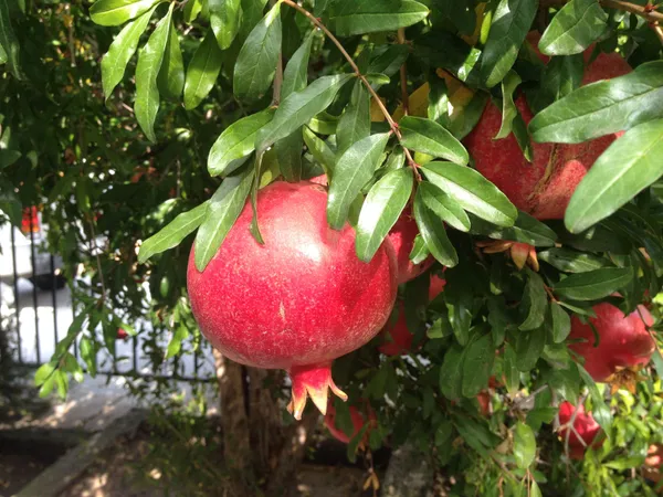 Red_Bhagwa_Pomegranate_Hybrid_Fruit_Plant_(1.5-3.5_Ft_Hight)_For_Sweet_Home_Garden,Well_Watered_Pomegranate_Healthy_Fruit_Plant_&_Tree_(Grafted,_Pack_Of_1)