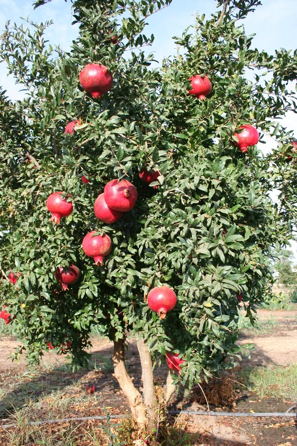 Red_Bhagwa_Pomegranate_Hybrid_Fruit_Plant_(1.5-3.5_Ft_Hight)_For_Sweet_Home_Garden,Well_Watered_Pomegranate_Healthy_Fruit_Plant_&_Tree_(Grafted,_Pack_Of_1)