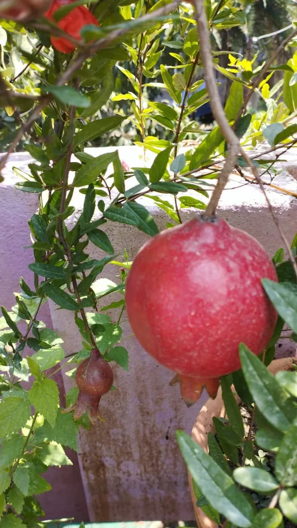 Red_Bhagwa_Pomegranate_Hybrid_Fruit_Plant_(1.5-3.5_Ft_Hight)_For_Sweet_Home_Garden,Well_Watered_Pomegranate_Healthy_Fruit_Plant_&_Tree_(Grafted,_Pack_Of_1)