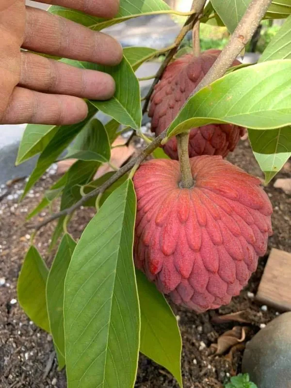 GREENERY_NURSERY_Red_Custard_Apple_Lal_Aata_Red_Sugar_Apple,_Red_Sitafal_Fruit_Live_Plant_Grafted_Original_Variety