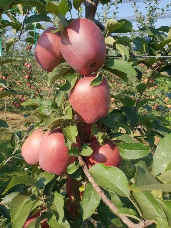 Cosmic_Crisp_Variety_Healthy_Apple__Fruit_Plant_&_Tree_For_Your_Sweet_Home_Garden_(1.5-3.5_Ft_Hight)_Apple_Live_Fruit_Plant_(Pack_Of_1)