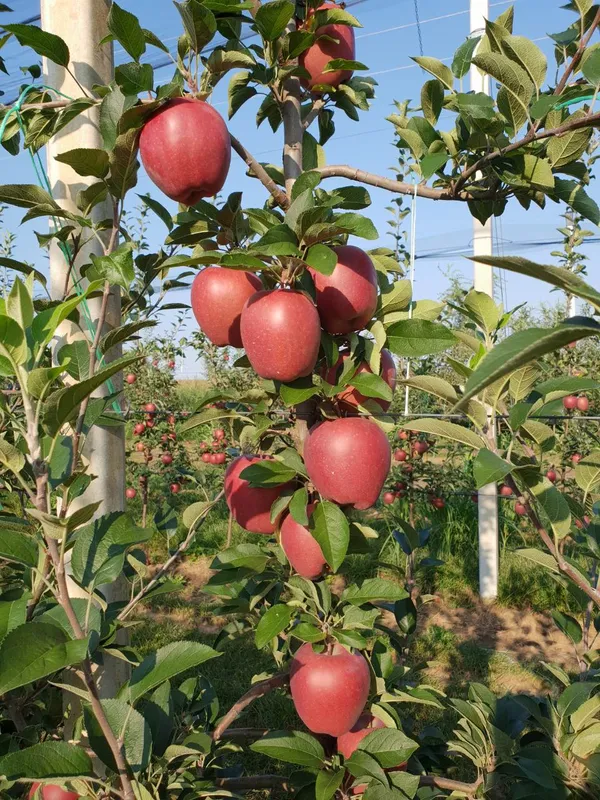 Cosmic_Crisp_Variety_Healthy_Apple__Fruit_Plant_&_Tree_For_Your_Sweet_Home_Garden_(1.5-3.5_Ft_Hight)_Apple_Live_Fruit_Plant_(Pack_Of_1)