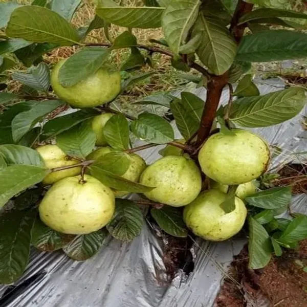 Red_Diamond_Guava_Plant