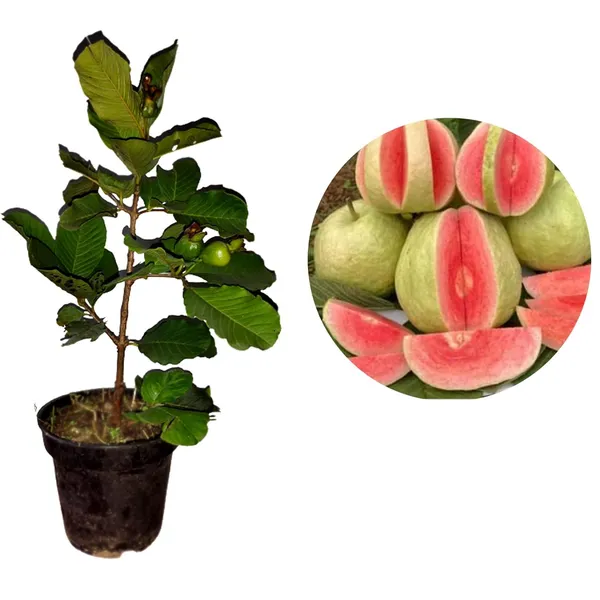 Red_Diamond_Guava_Plant