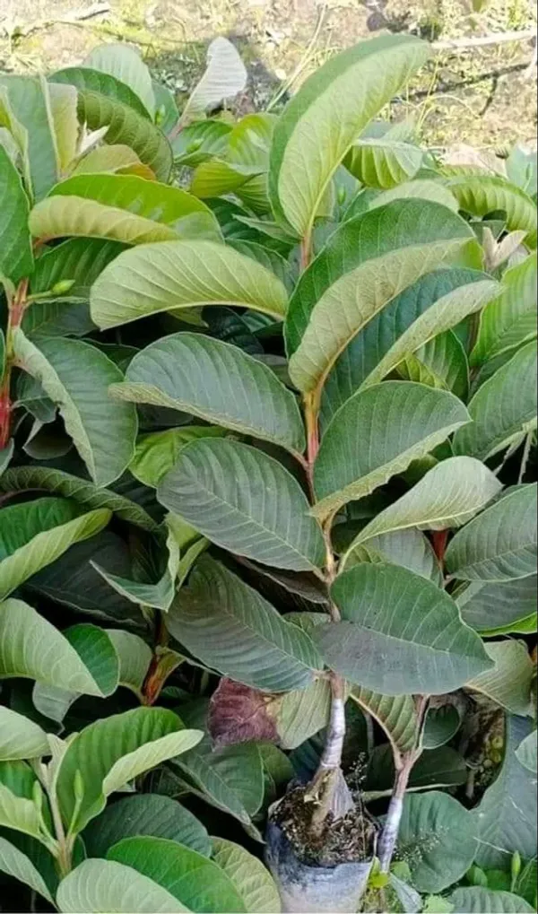Red_Diamond_Guava_Plant