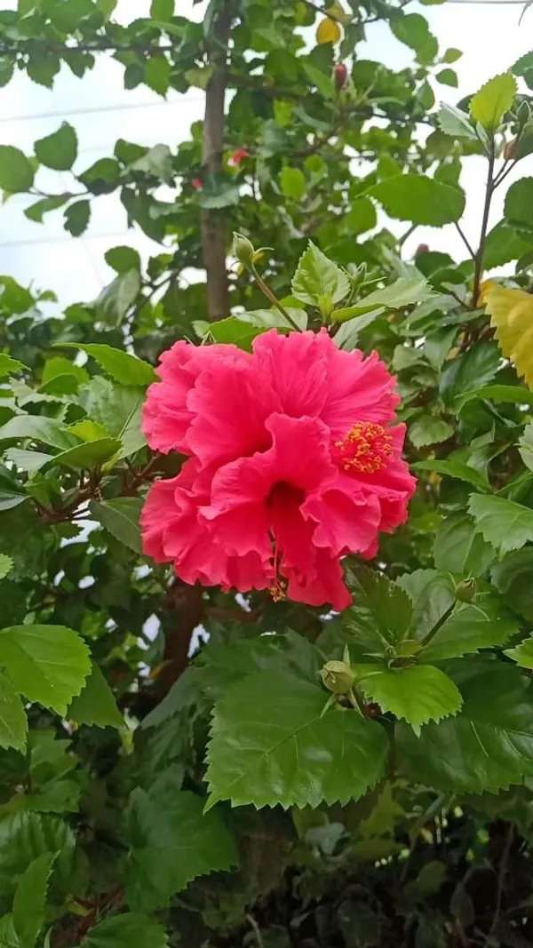 Red_Hibiscus_Flower_Plant