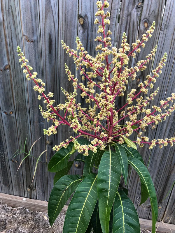 Red_Ivory_Jambo_Size_Mango_Live_Fruit_Plant_&_Tree_(1.5-3.5_Ft_Hight)_For_Home_Gardening_(Hybrid,_Pack_Of_1)
