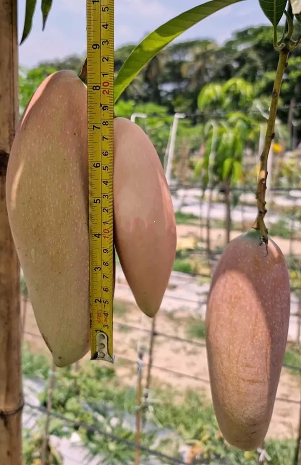 Red_Ivory_Jambo_Size_Mango_Live_Fruit_Plant_&_Tree_(1.5-3.5_Ft_Hight)_For_Home_Gardening_(Hybrid,_Pack_Of_1)