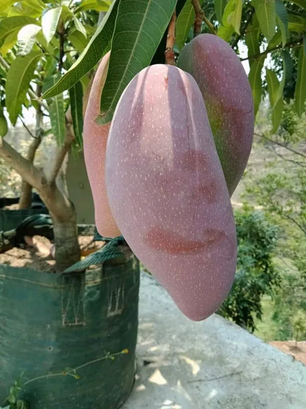 Red_Ivory_Mango_Plant