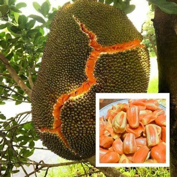 Sidhu_Jackfruit_Grafted_Live_Fruit_Plant