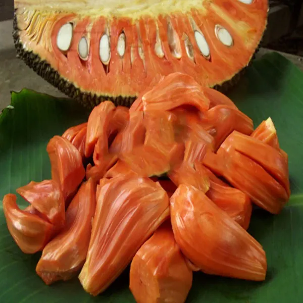 Sidhu_Jackfruit_Grafted_Live_Fruit_Plant