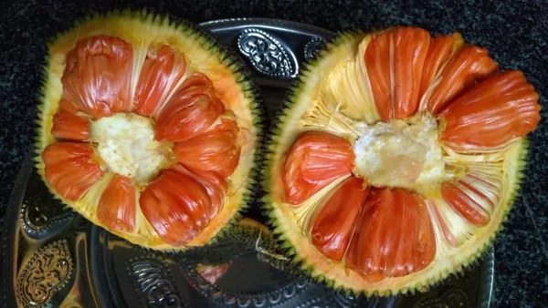 Sidhu_Jackfruit_Grafted_Live_Fruit_Plant