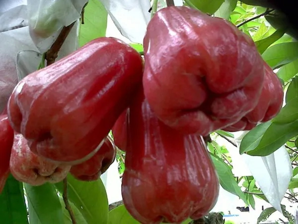 Red_Water_Apple_/_Wax_Apple_/_Sweet_Jambul_Hybrid_Live_Fruit_Plant_&_Tree_(1.5-3.5_Ft_Hight)_Red_Jamrul/Water_Apple__(Grafted)_Fruit_Plant_For_Sweet_Home_Gardening_(Pack_Of_1)