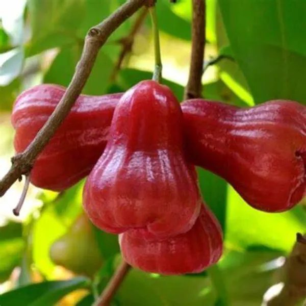 Red_Water_Apple_/_Wax_Apple_/_Sweet_Jambul_Hybrid_Live_Fruit_Plant_&_Tree_(1.5-3.5_Ft_Hight)_Red_Jamrul/Water_Apple__(Grafted)_Fruit_Plant_For_Sweet_Home_Gardening_(Pack_Of_1)