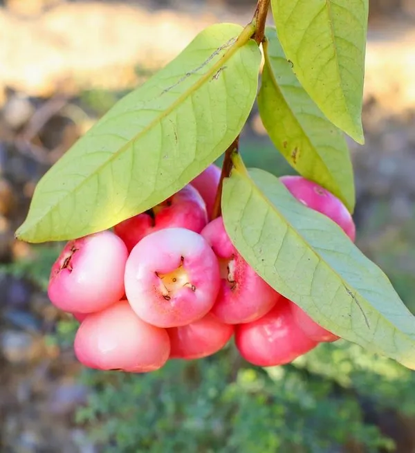 Red_Malay_Variety_Wax_Apple_Wax_Jambu_Water_Apple_Java_Apple_Fruit_Jamrul_(Air_Layered)_Live_Plants_&_Tree(1-1.5_Ft_Size)