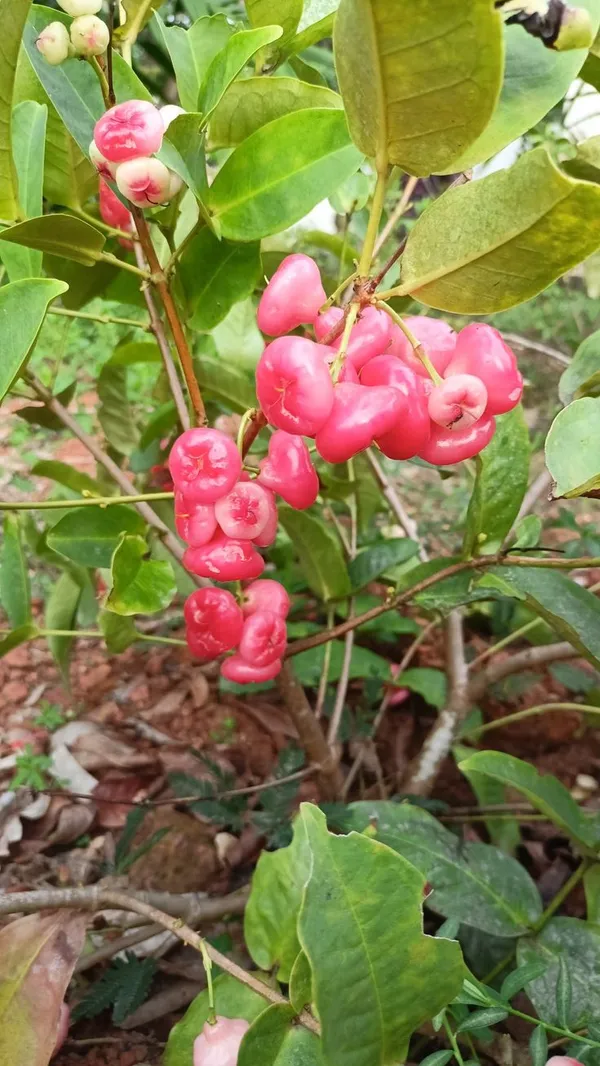 Red_Malay_Variety_Wax_Apple_Wax_Jambu_Water_Apple_Java_Apple_Fruit_Jamrul_(Air_Layered)_Live_Plants_&_Tree(1-1.5_Ft_Size)