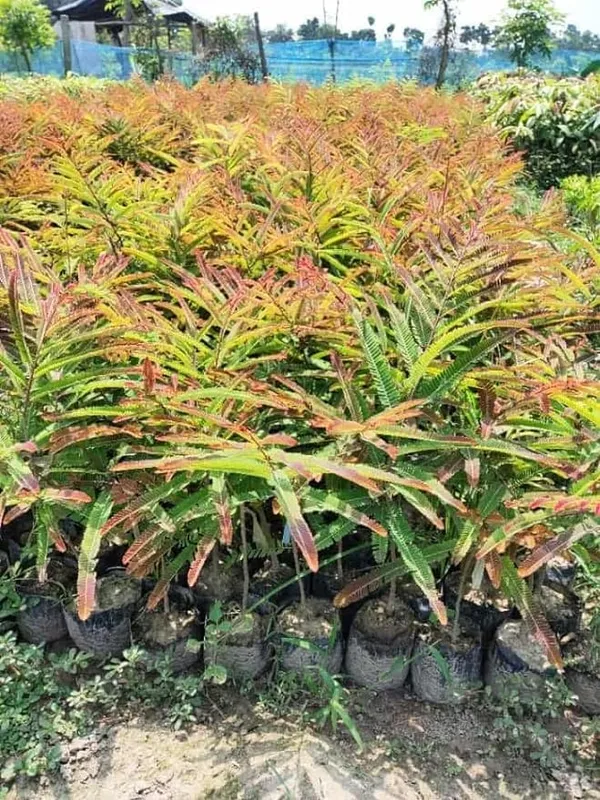 Red_Nelli_Red_Amla_Plant_Lal_Amloki_Grafted_plant_Live_Fruit_plant_Medicinal_Plant_1-1.5_ft_plant