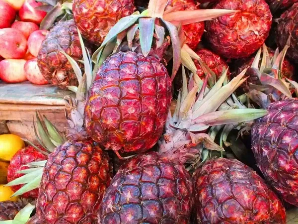 Red_Pineapple_Fruit_Plant_For_Home_Gardening_1.5-3.5_Ft_Hight_Healthy_Red_Pineapple_Plant_Hybrid,