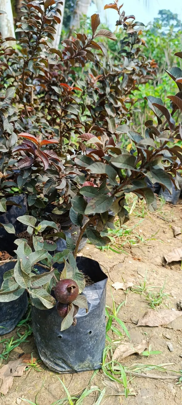 Red_Malaysian_Grafted_Sweet_Guava_Plant